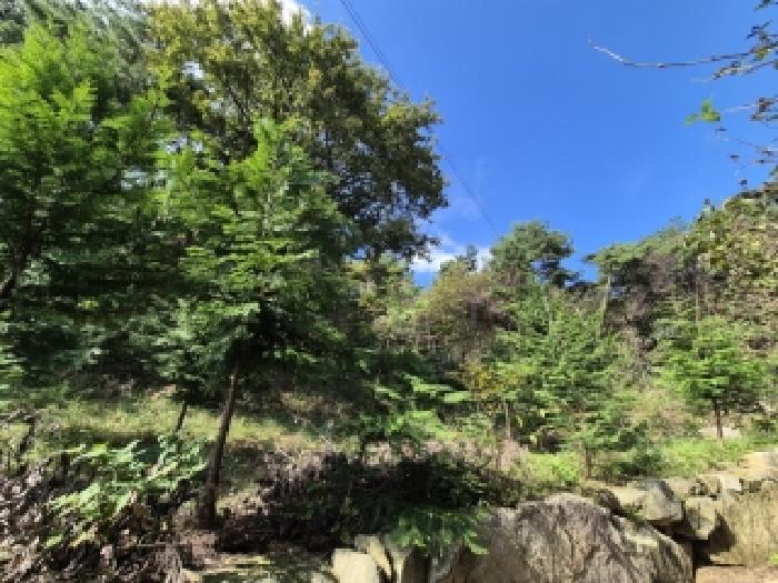 전라남도 장성군 삼계면 생촌리 산33 임야 경매 사진 10