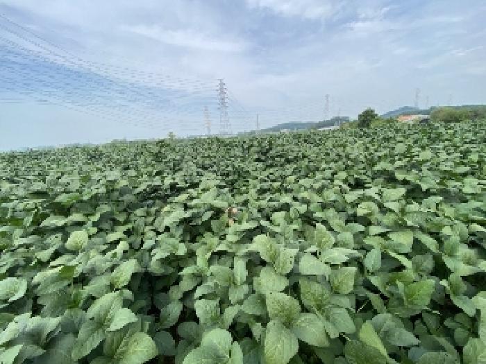 충청남도 당진시 송악읍 월곡리 131-87 답 경매 사진 28
