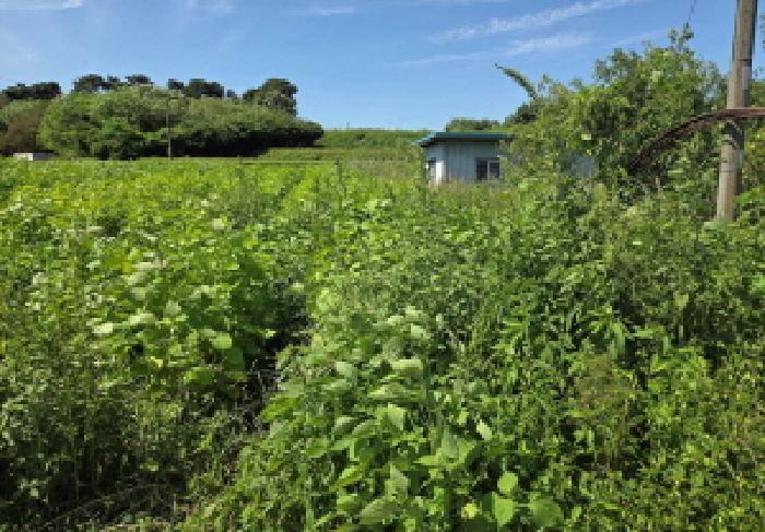 충청남도 아산시 신창면 신달리 472 전 경매 사진 15