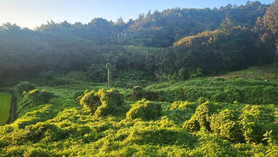 전라남도 무안군 삼향읍 지산리 181 답 경매 사진 14