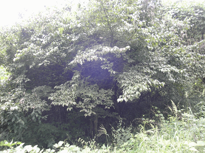 전라남도 구례군 산동면 계천리 79 답 경매 사진 22