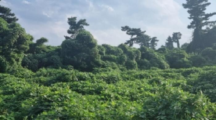 제주특별자치도 서귀포시 성산읍 시흥리 494 외 1필지 전 경매 사진 6