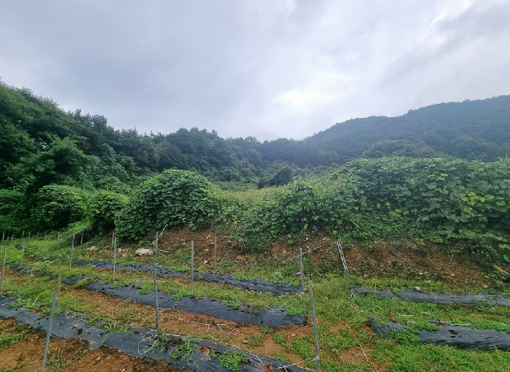 충청북도 보은군 산외면 백석리 8-18 전 경매 사진 6