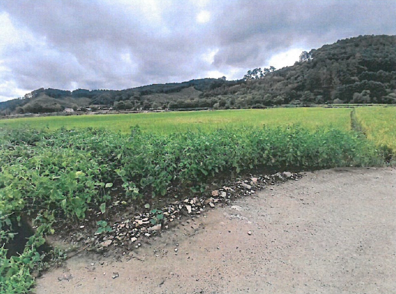 충청북도 청주시 상당구 미원면 기암리(基岩) 251-1 답 경매 사진 4
