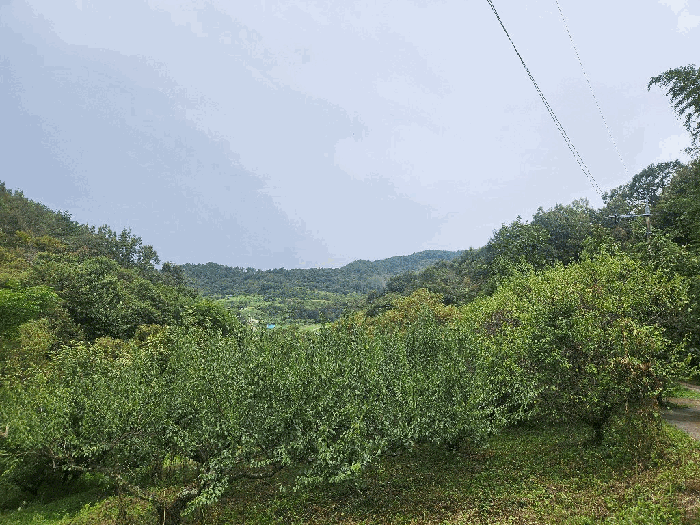 전라남도 광양시 옥곡면 대죽리 산33-6 임야 경매 사진 26