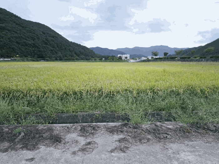 경상남도 거제시 연초면 연사리 137-5 답 경매 사진 13