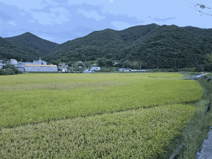 경상남도 거제시 연초면 연사리 137-5 답 경매 사진 18