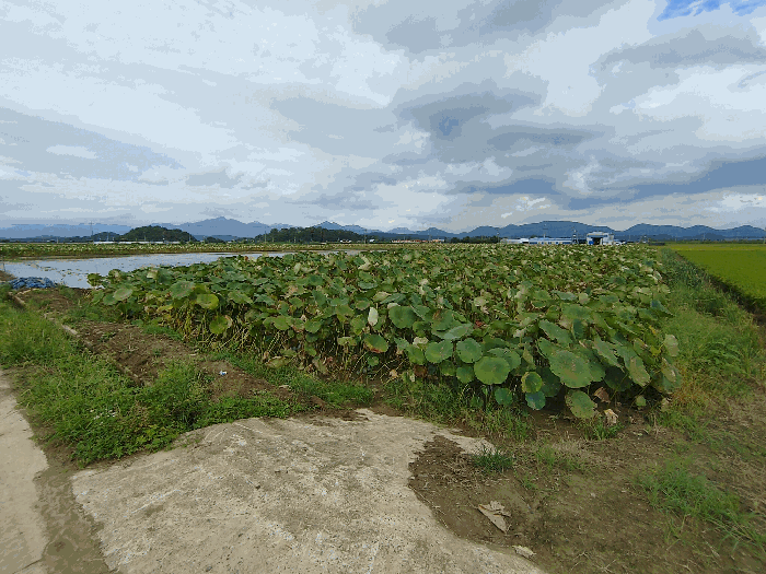 경상남도 창녕군 남지읍 신전리 990-8 답 경매 사진 17