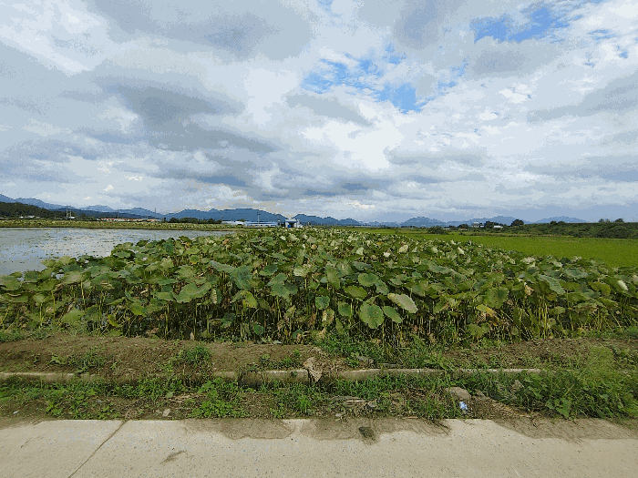 경상남도 창녕군 남지읍 신전리 990-8 답 경매 사진 18