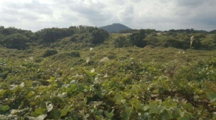제주특별자치도 서귀포시 표선면 성읍리 221 외 4필지 임야 경매 사진 3
