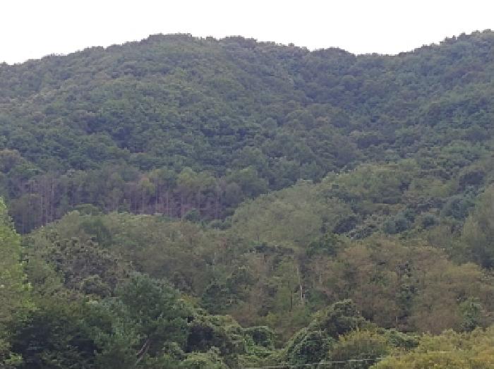 충청남도 금산군 군북면 조정리 산131 임야 경매 사진 18
