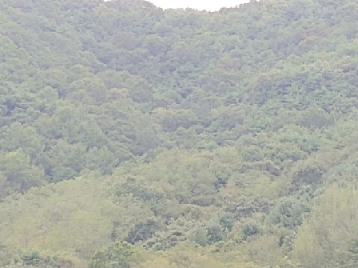 충청남도 금산군 군북면 조정리 산131 임야 경매 사진 20
