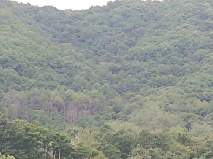 충청남도 금산군 군북면 조정리 산131 임야 경매 사진 21