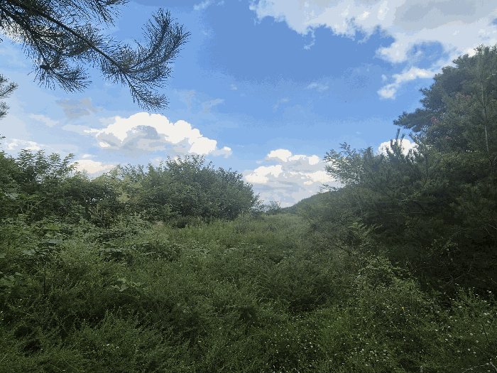 경상북도 경산시 와촌면 신한리 231 전답 경매 사진 9