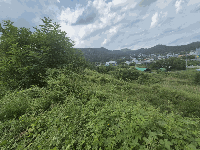 경상북도 경산시 와촌면 신한리 231 전답 경매 사진 10