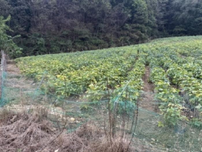 충청북도 괴산군 소수면 입암리 715 전 경매 사진 5