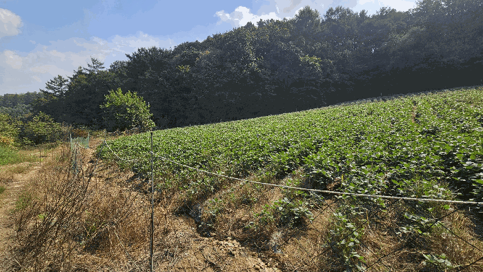 충청북도 괴산군 소수면 입암리 715 전 경매 사진 7