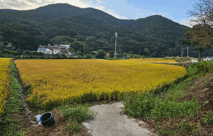 경상남도 거제시 둔덕면 시목리 643 답 경매 사진 15