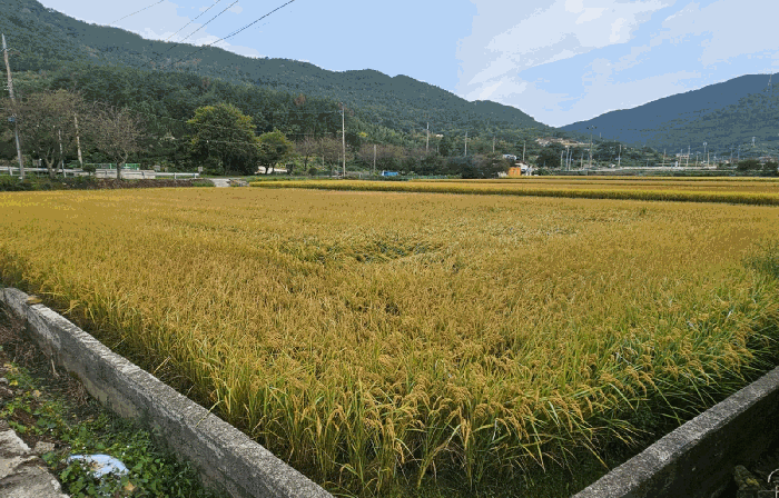 경상남도 거제시 둔덕면 시목리 643 답 경매 사진 17