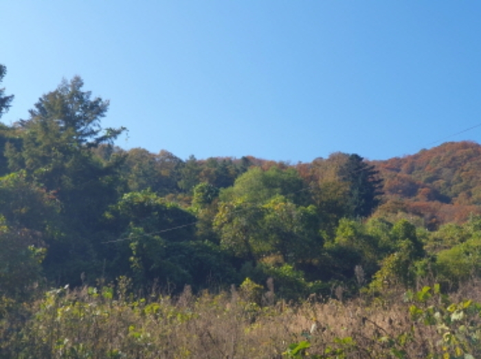 경기도 가평군 청평면 호명리 산118 임야 경매 사진 1