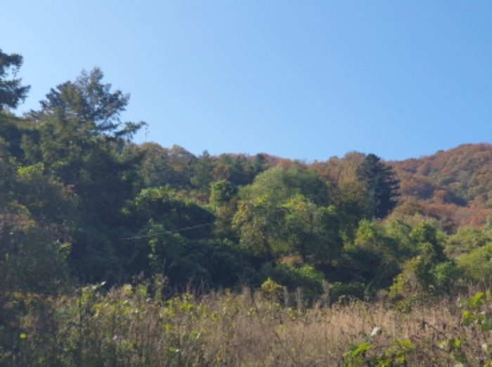 경기도 가평군 청평면 호명리 산118 임야 경매 사진 4