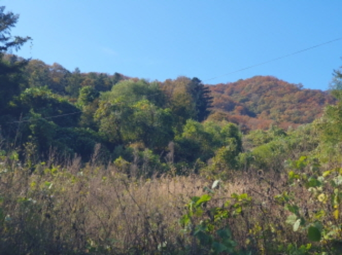 경기도 가평군 청평면 호명리 산118 임야 경매 사진 5
