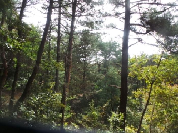 강원특별자치도 춘천시 동면 장학리 산1-1 임야 경매 사진 63