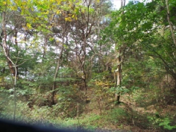 강원특별자치도 춘천시 동면 장학리 산1-1 임야 경매 사진 70