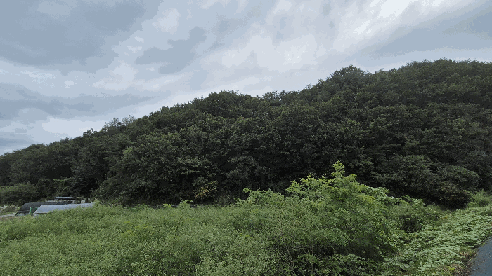 강원특별자치도 춘천시 동면 장학리 산1-1 임야 경매 사진 91