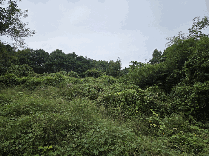 세종특별자치시 연서면 국촌리 산34-7 임야 경매 사진 4