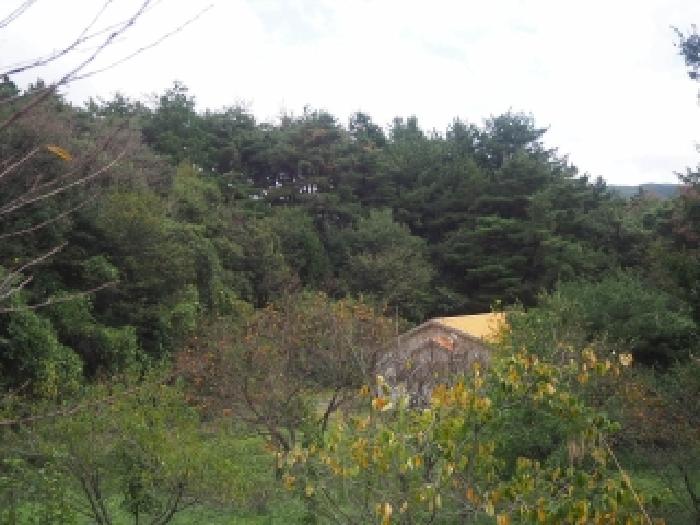경상남도 창녕군 창녕읍 옥천리 산356 임야 경매 사진 17