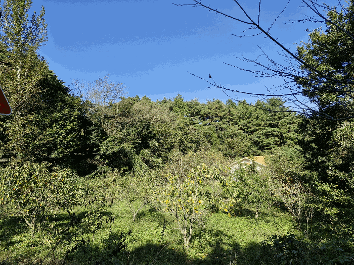 경상남도 창녕군 창녕읍 옥천리 산356 임야 경매 사진 24
