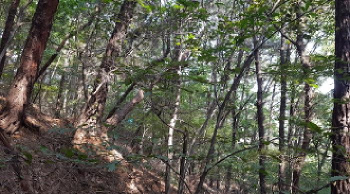 충청남도 천안시 동남구 목천읍 삼성리 산67-2 임야 경매 사진 20