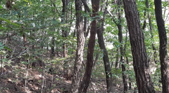 충청남도 천안시 동남구 목천읍 삼성리 산67-2 임야 경매 사진 22