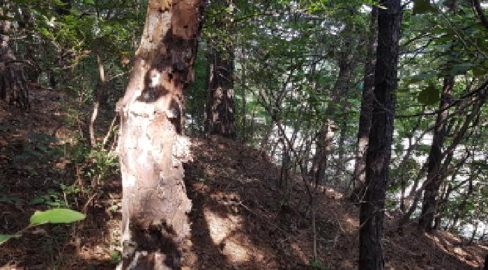 충청남도 천안시 동남구 목천읍 삼성리 산67-2 임야 경매 사진 25