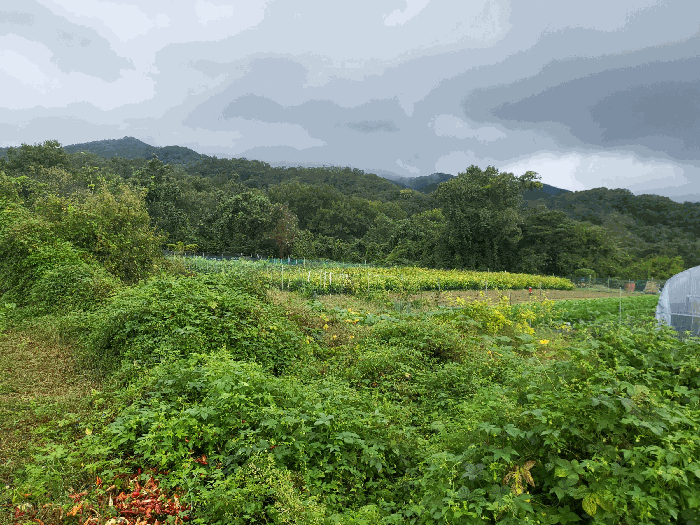 경상북도 칠곡군 북삼읍 어로리 464 전 경매 사진 23
