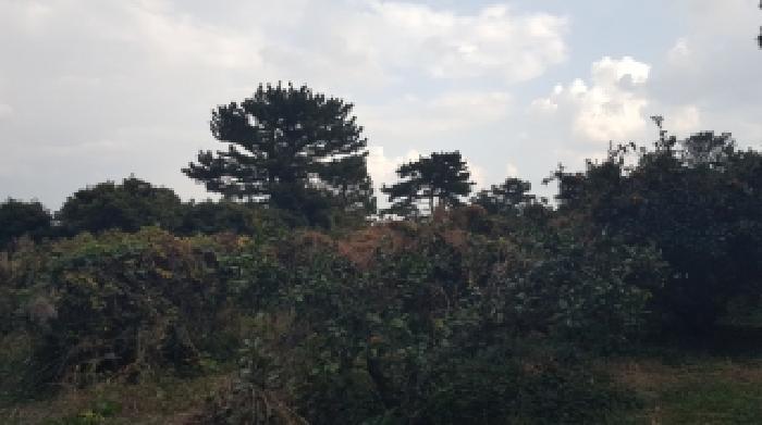 제주특별자치도 서귀포시 성산읍 신산리 1282-4 외 2필지 과수원 경매 사진 21