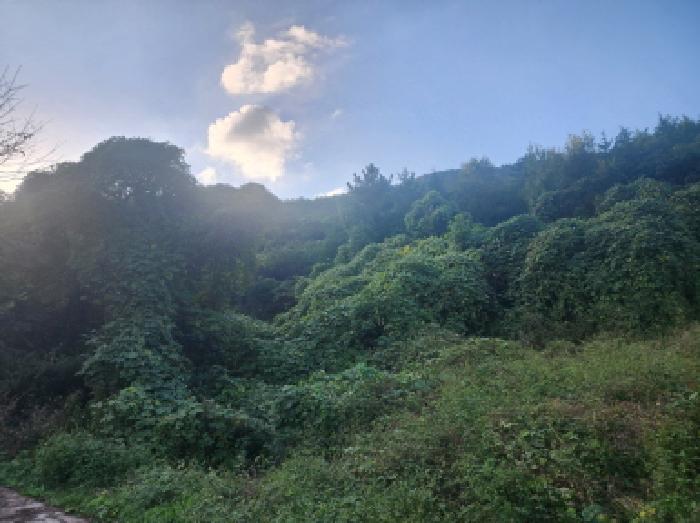 전라남도 여수시 만흥동 산18 임야 경매 사진 9