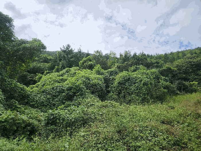 전라남도 여수시 만흥동 산18 임야 경매 사진 10