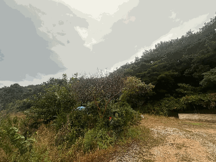 전북특별자치도 고창군 공음면 선동리 산94-1 임야 경매 사진 70