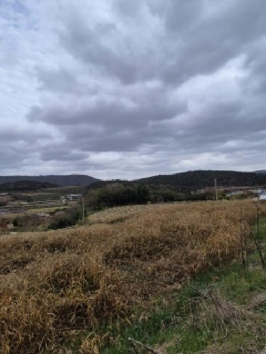 전라남도 영광군 염산면 상계리 1172-2 전 경매 사진 12
