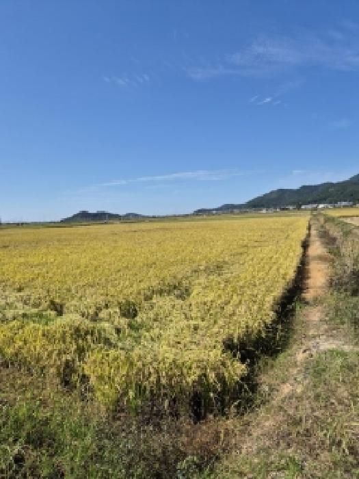 전라남도 영광군 백수읍 학산리 541-9 답 경매 사진 9