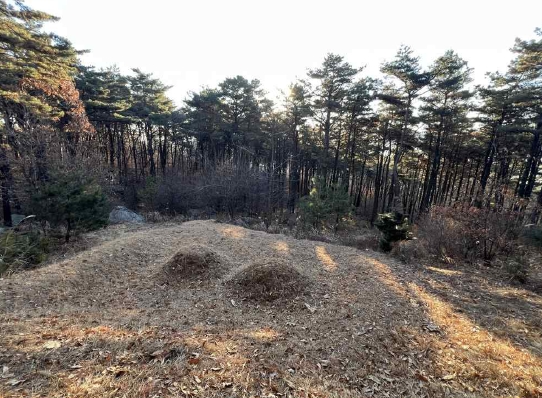 인천광역시 강화군 하점면 창후리 산5 외 1필지 임야 경매 사진 4