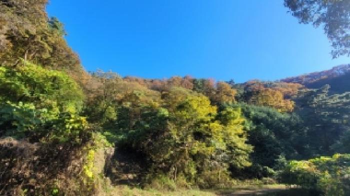경상남도 의령군 대의면 중촌리 산49 임야 경매 사진 10