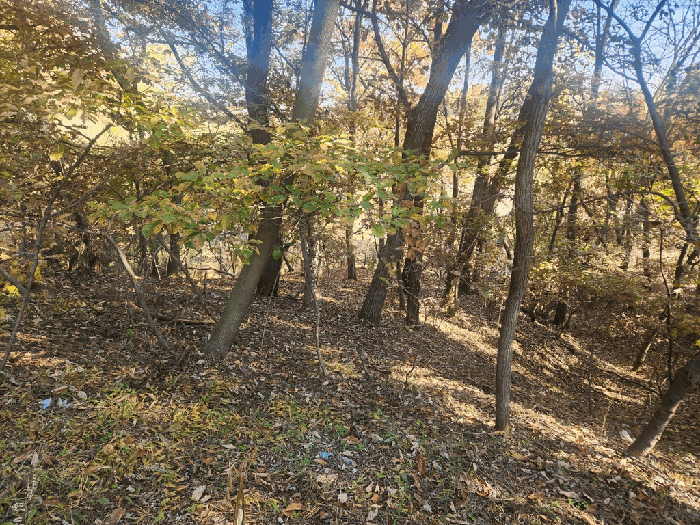 세종특별자치시 연서면 쌍전리 산18-6 외 1필지 임야 경매 사진 4