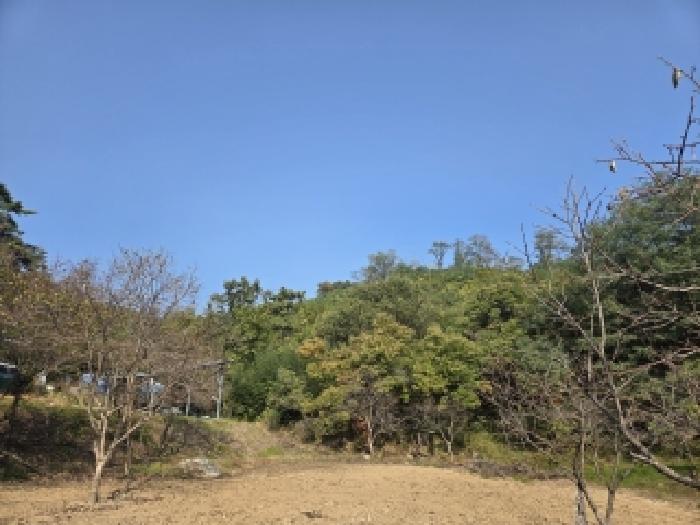 강원특별자치도 강릉시 성산면 관음리 산92 임야 경매 사진 8