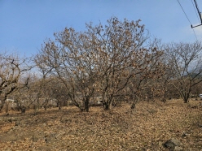 전라남도 구례군 산동면 좌사리 394 전 경매 사진 76