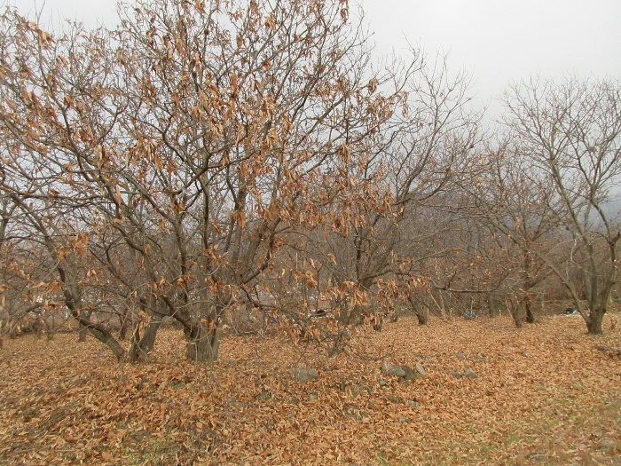 전라남도 구례군 산동면 좌사리 394 전 경매 사진 79