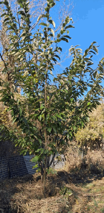 경상남도 양산시 평산동 955 외 4필지 답 경매 사진 18