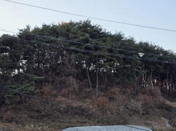 경상북도 성주군 월항면 지방리 산72-1 임야 경매 사진 5